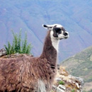 lama