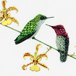 colibri