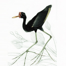 jacanas