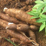 manioc