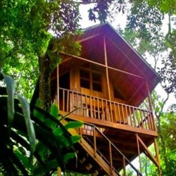 Tree House Lodge