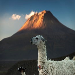 Lama